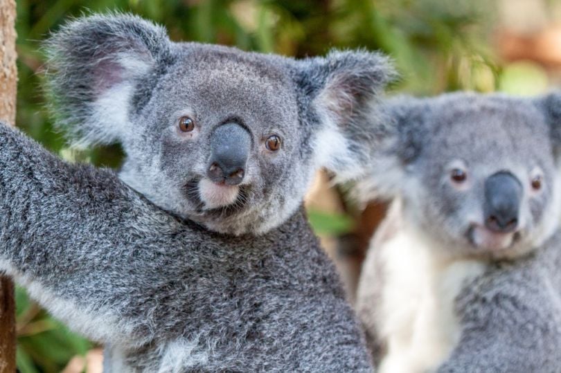 Drones help researchers manage koala populations 