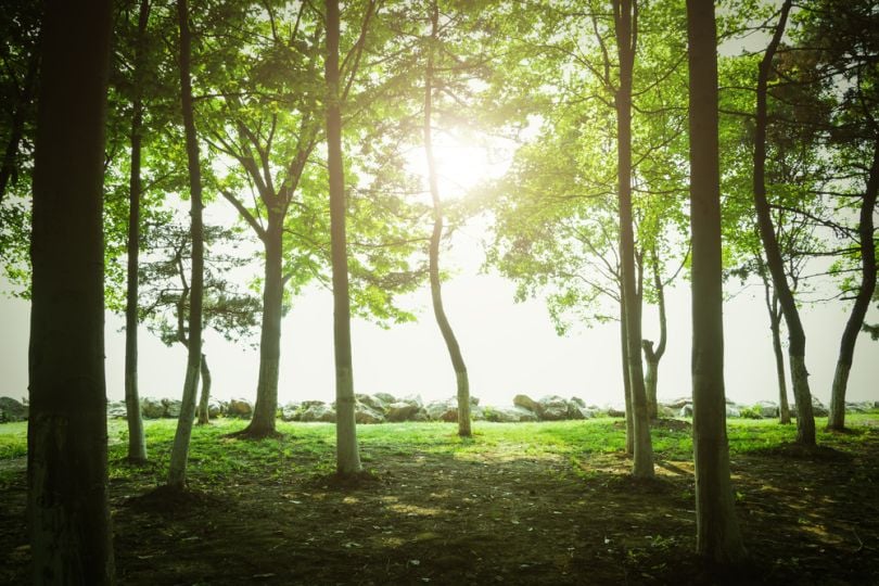 Pakistan using drones to plant trees and ward off climate change 