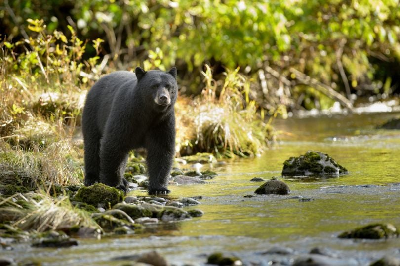 robotics-drones-habitat-bears