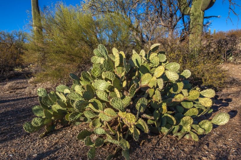 robotics-drones-cacti-kenya