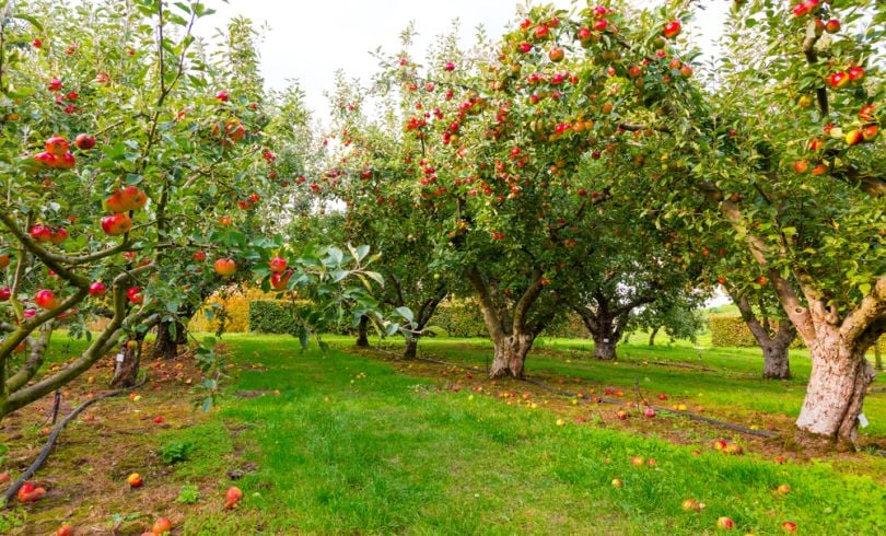 robotics-drones-pollination-orchards