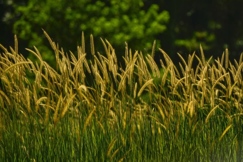 Drones spot protected bird species in tall grass 