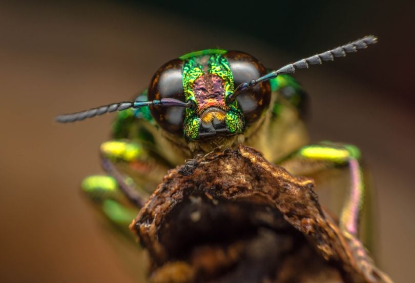 Pentagon: Insect brains to inspire AI-powered military robotics 