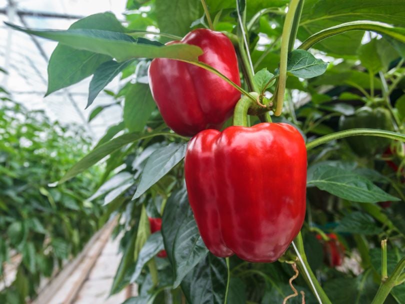 robotics-sweeper-greenhouse