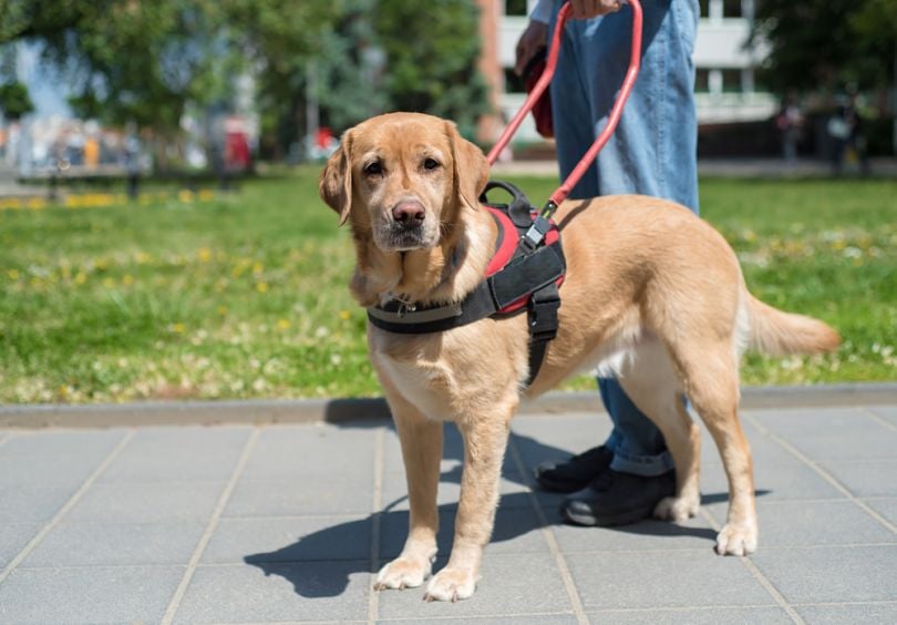 robots-delivery-guide-dogs